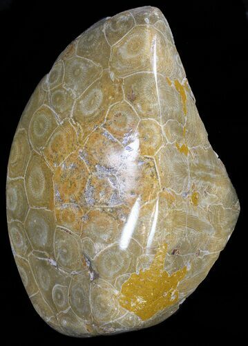 Polished Fossil Coral Head - Morocco #60027